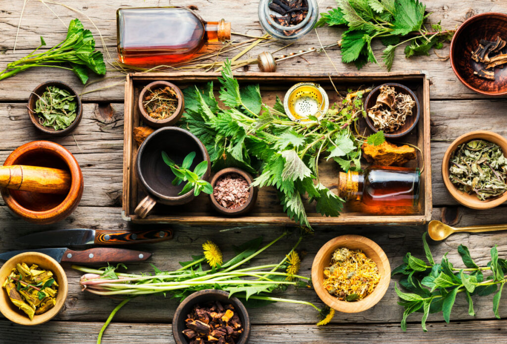 Fresh and dry healing herbs and medicinal plants.Healing herbs on rero wooden background.Top view