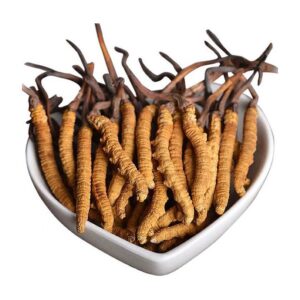 CORDYCEPS