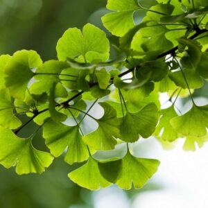 GINKGO BILOBA