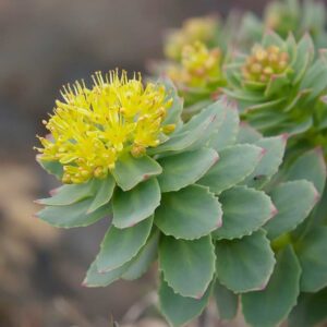 RHODIOLA