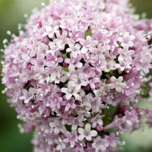 VALERIANA
